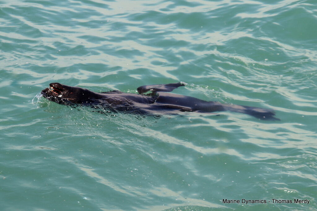 Shark cage diving, South Africa, Gansbaai