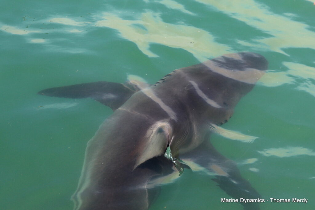 Shark cage diving, South Africa, Gansbaai