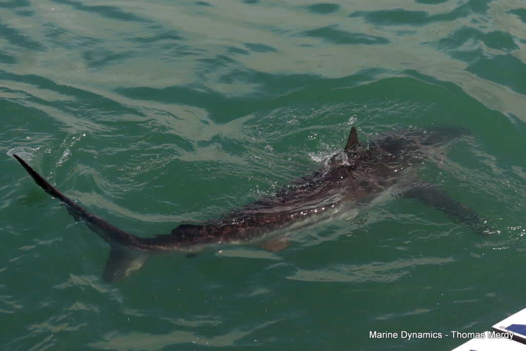 Shark cage diving, South Africa, Gansbaai