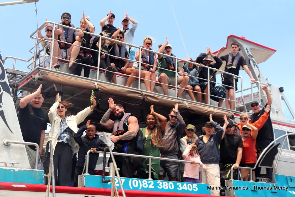 Shark cage diving, South Africa, Gansbaai