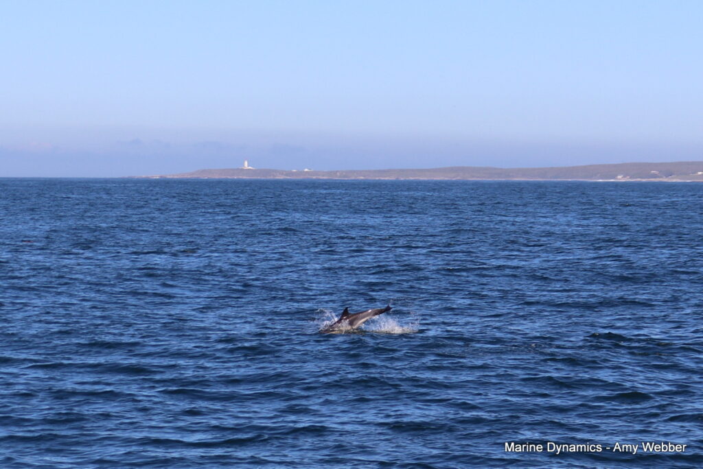 Shark cage diving, Gansbaai, South Africa