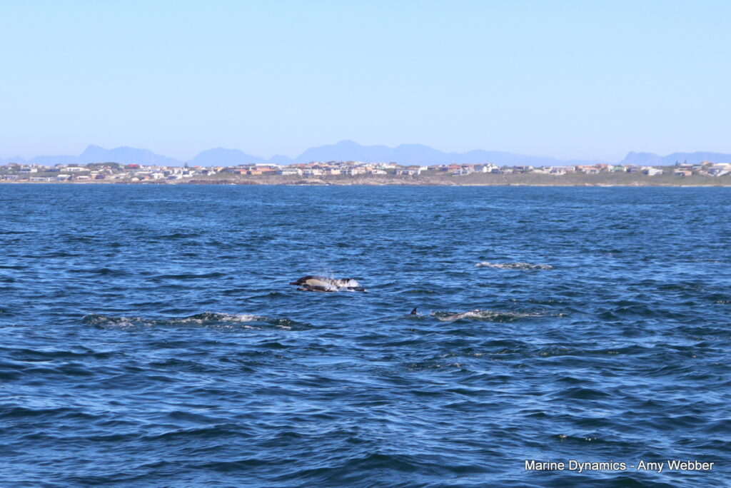 Shark cage diving, Gansbaai, South Africa