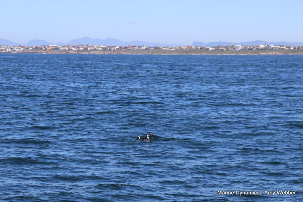Shark cage diving, Gansbaai, South Africa
