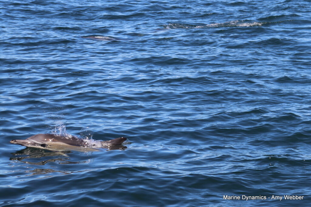 Shark cage diving, Gansbaai, South Africa
