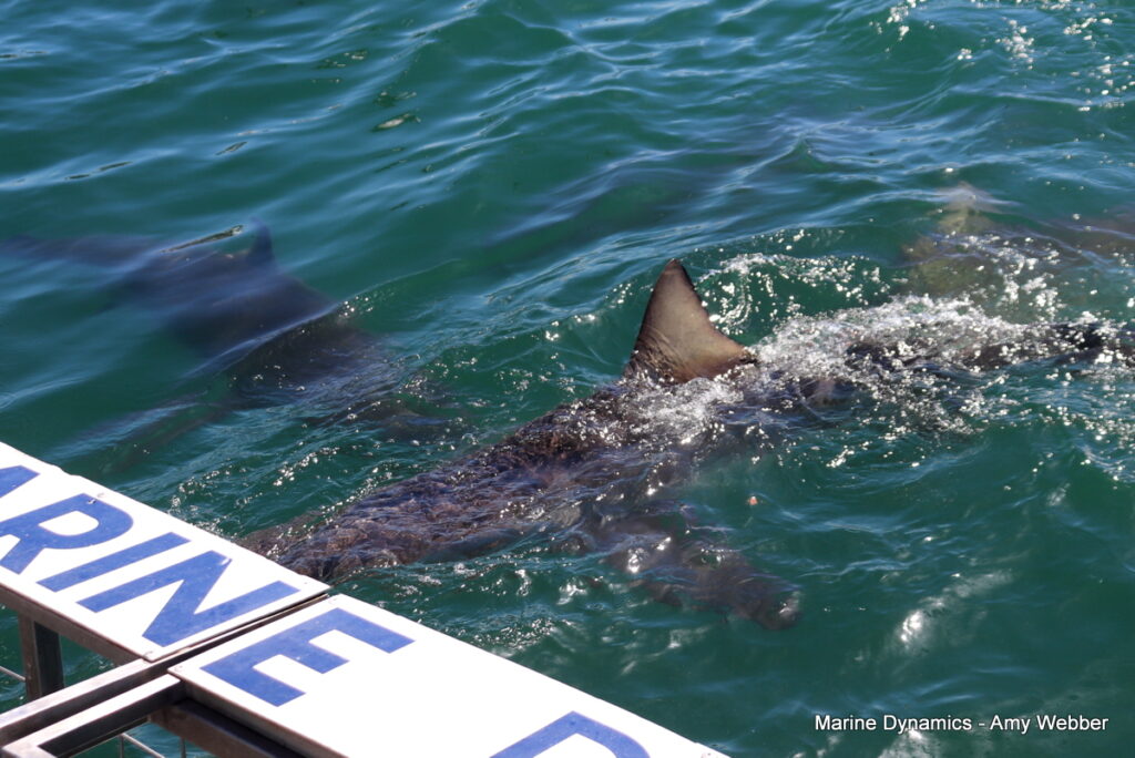 Shark cage diving, Gansbaai, South Africa