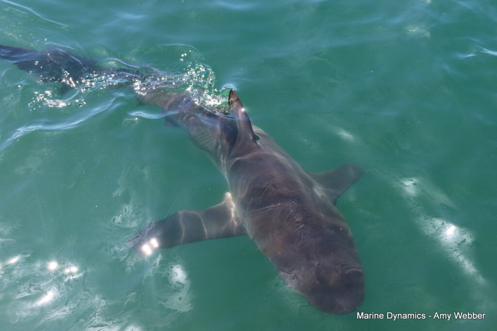Shark cage diving, Gansbaai, South Africa