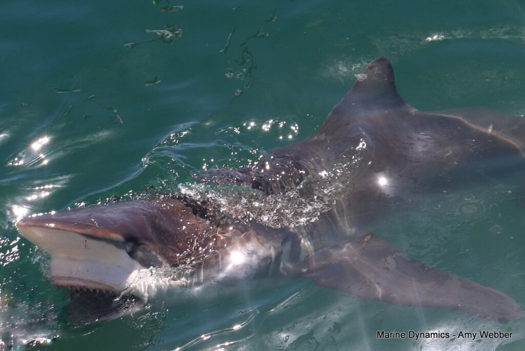 Shark cage diving, Gansbaai, South Africa