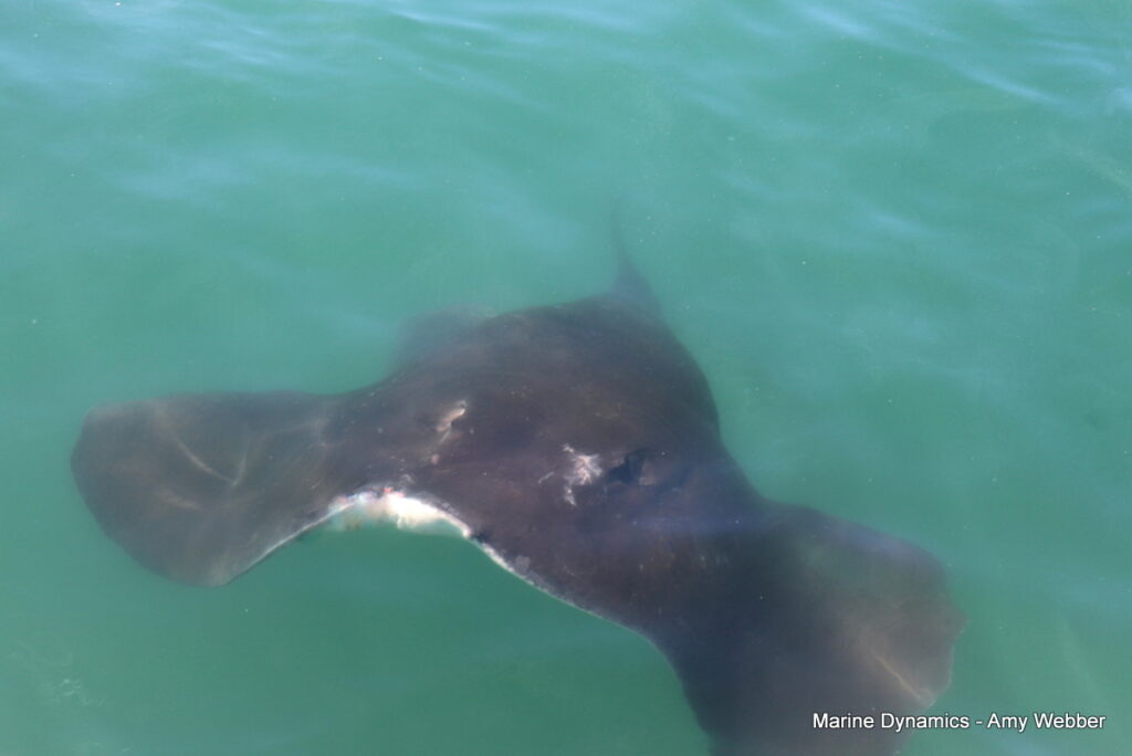 Shark cage diving, Gansbaai, South Africa
