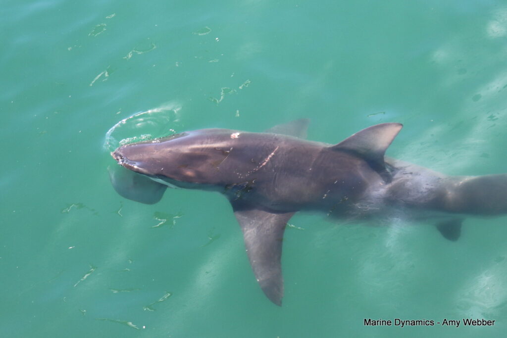 Shark cage diving, Gansbaai, South Africa