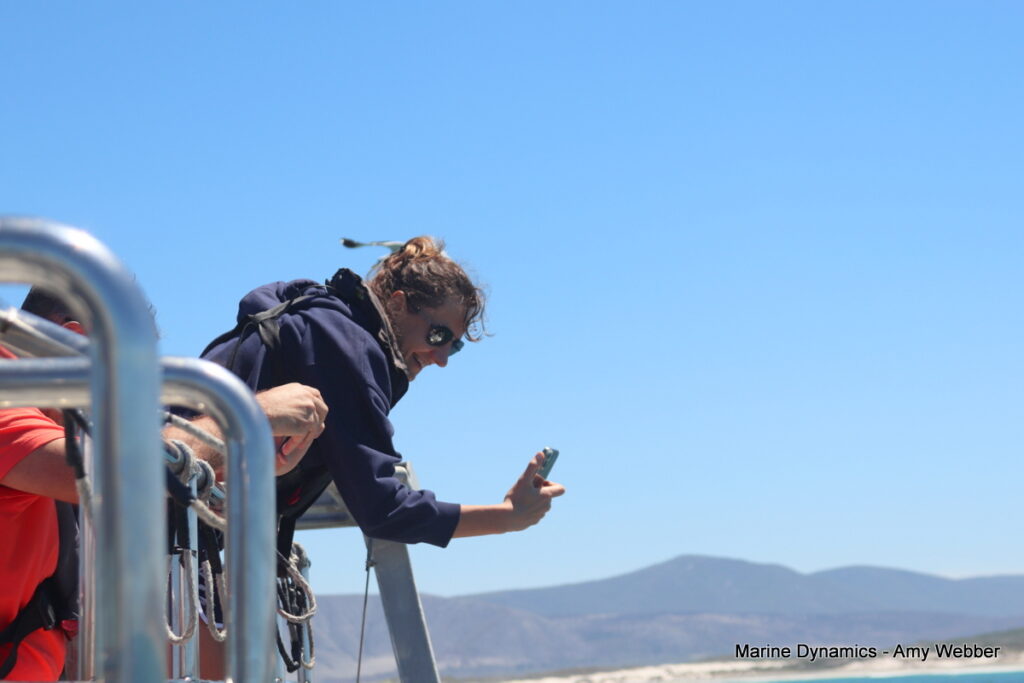 Shark cage diving, Gansbaai, South Africa