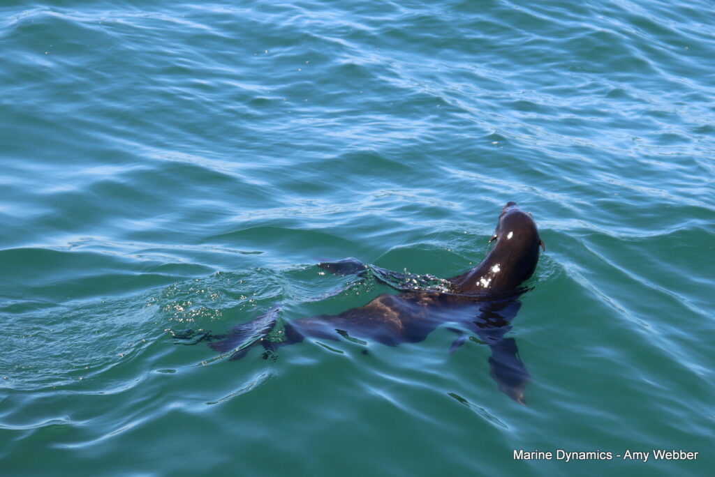 Shark cage diving, Gansbaai, South Africa