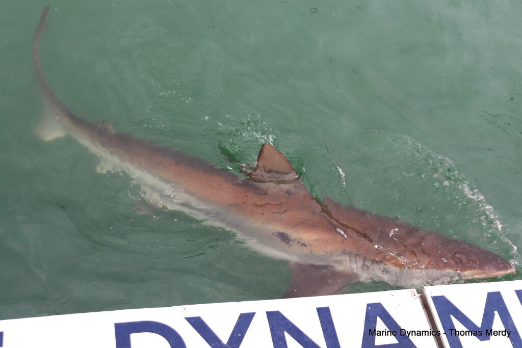 Shark cage diving, South Africa, Gansbaai