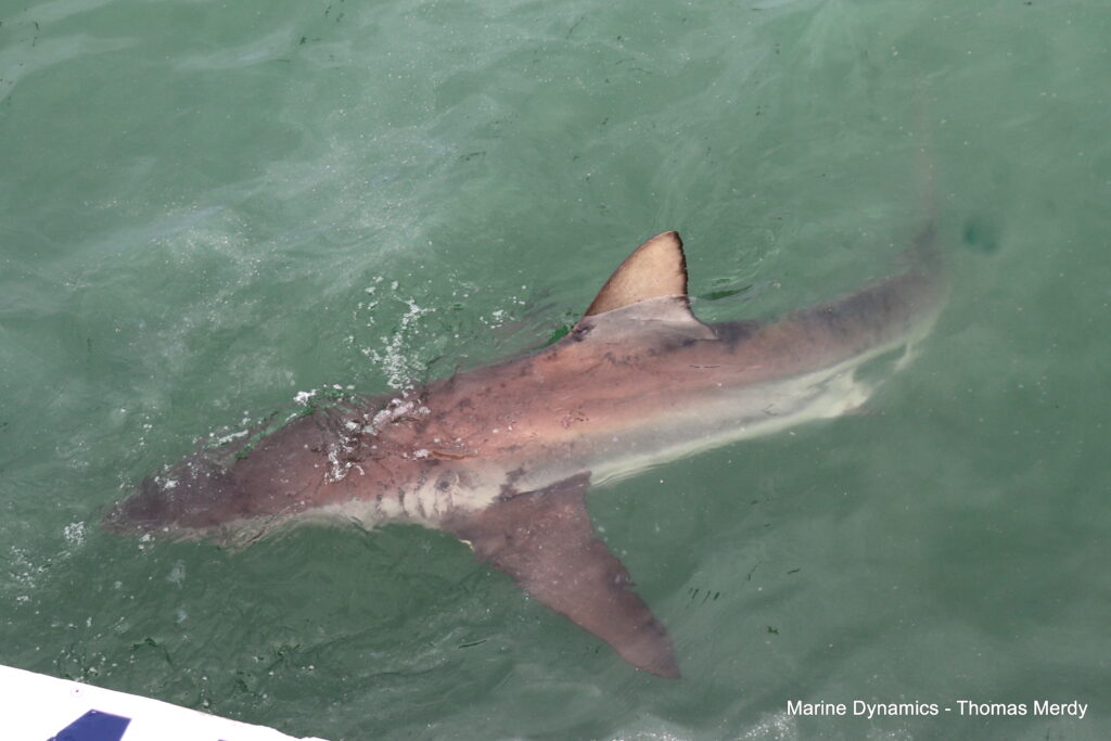 Shark cage diving, South Africa, Gansbaai