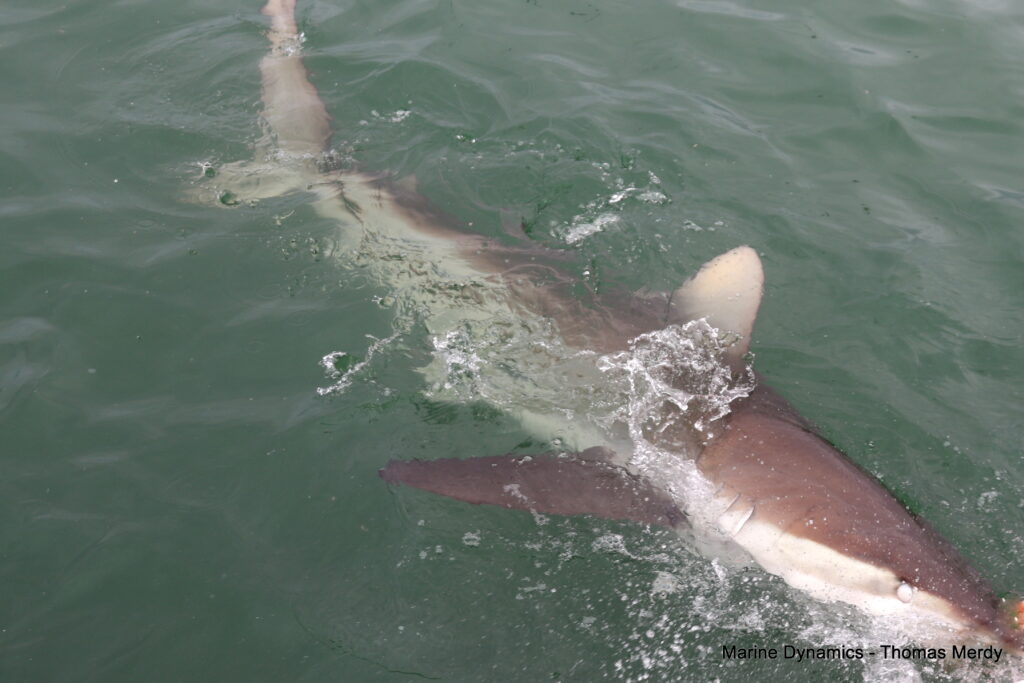 Shark cage diving, South Africa, Gansbaai