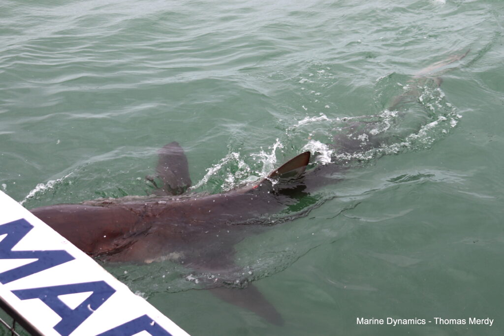 Shark cage diving, South Africa, Gansbaai