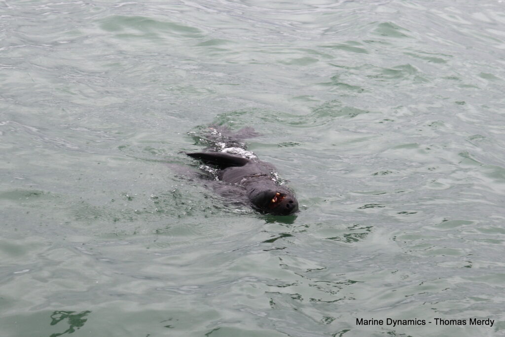 Shark cage diving, South Africa, Gansbaai