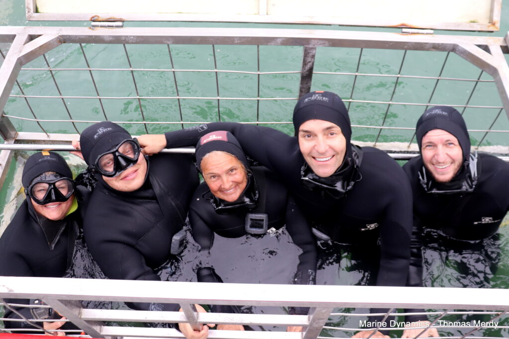 Shark cage diving, South Africa, Gansbaai