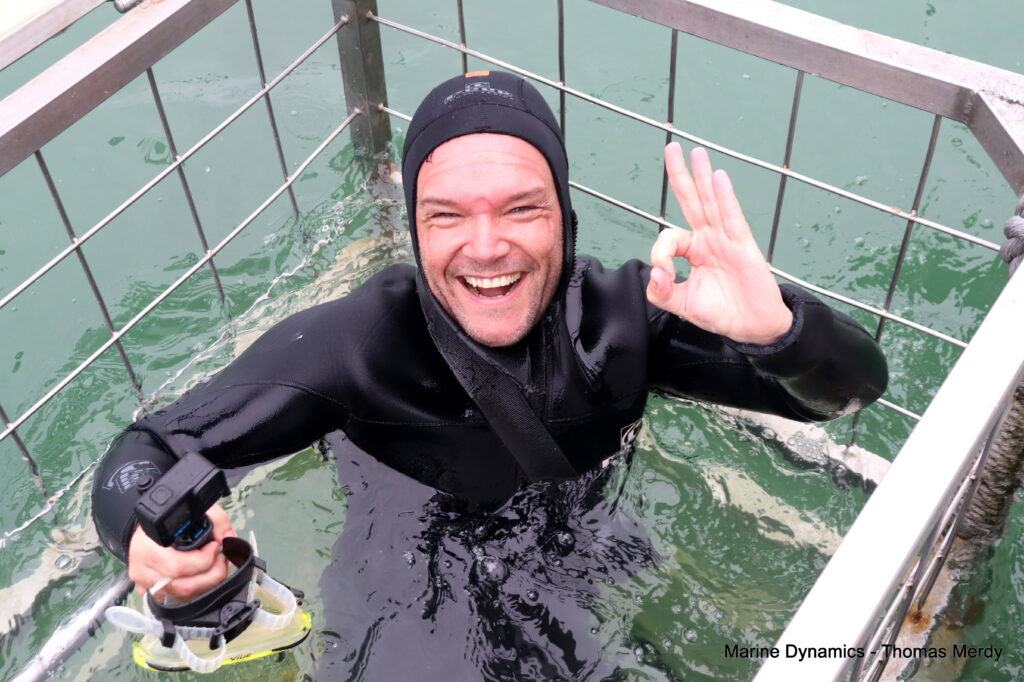 Shark cage diving, South Africa, Gansbaai