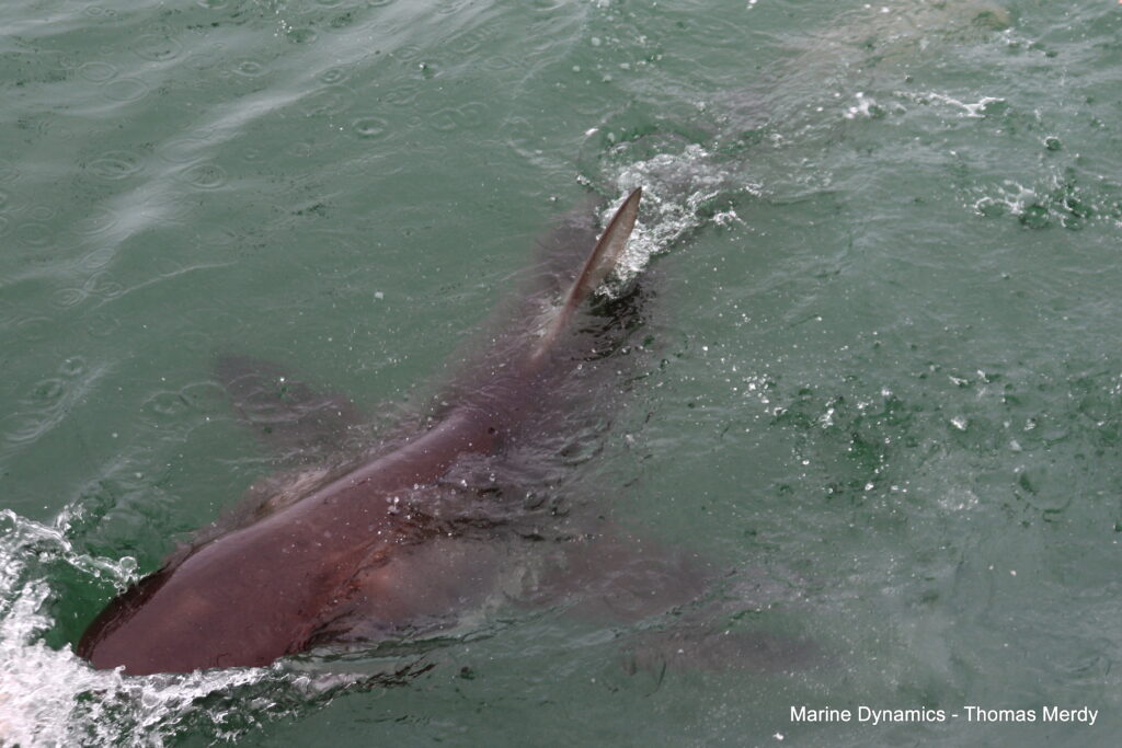 Shark cage diving, South Africa, Gansbaai