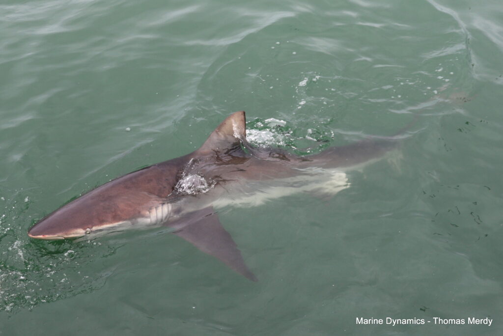 Shark cage diving, South Africa, Gansbaai