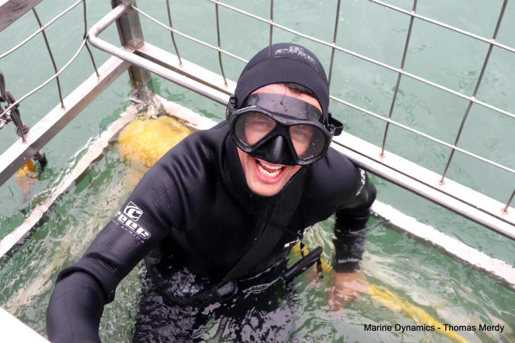 Shark cage diving, South Africa, Gansbaai