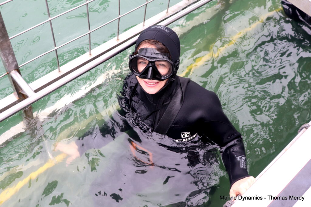 Shark cage diving, South Africa, Gansbaai