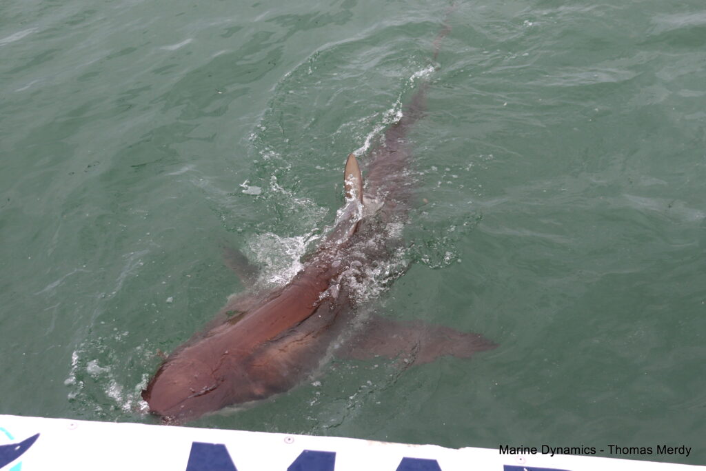 Shark cage diving, South Africa, Gansbaai