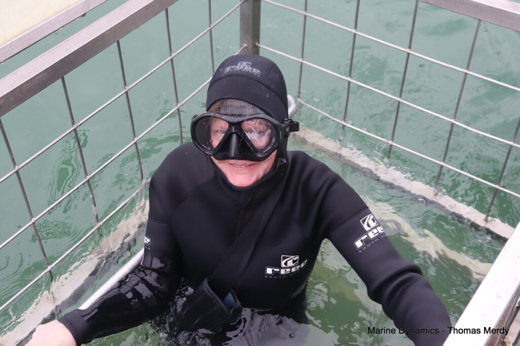 Shark cage diving, South Africa, Gansbaai