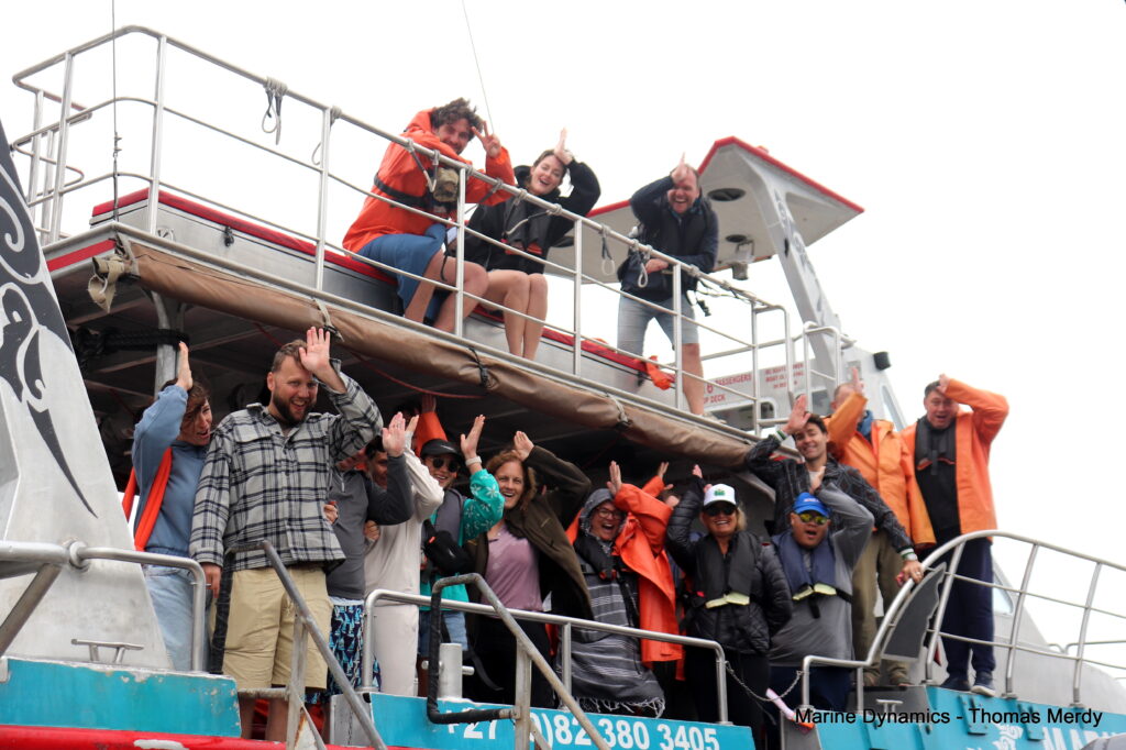 Shark cage diving, South Africa, Gansbaai