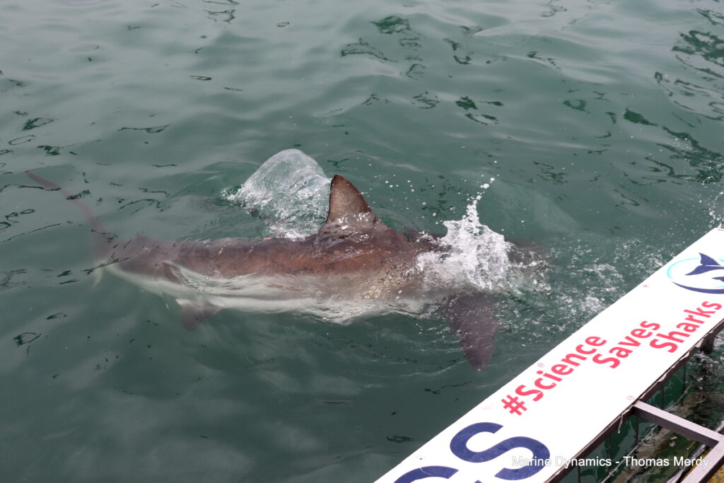 Shark cage diving, South Africa, Gansbaai