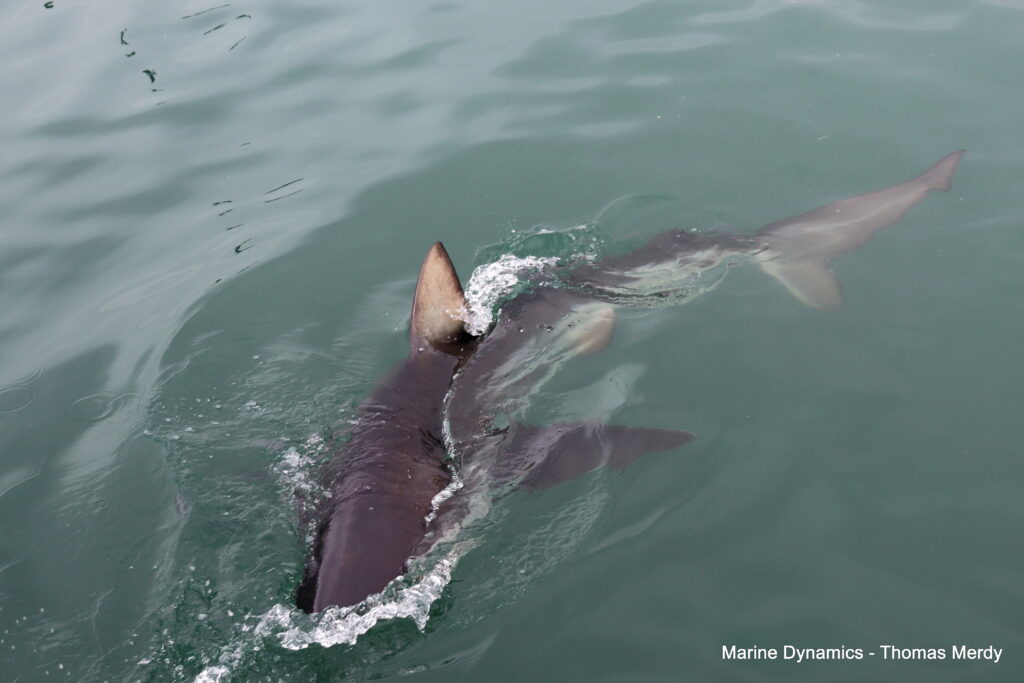 Shark cage diving, South Africa, Gansbaai