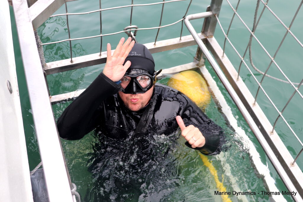 Shark cage diving, South Africa, Gansbaai