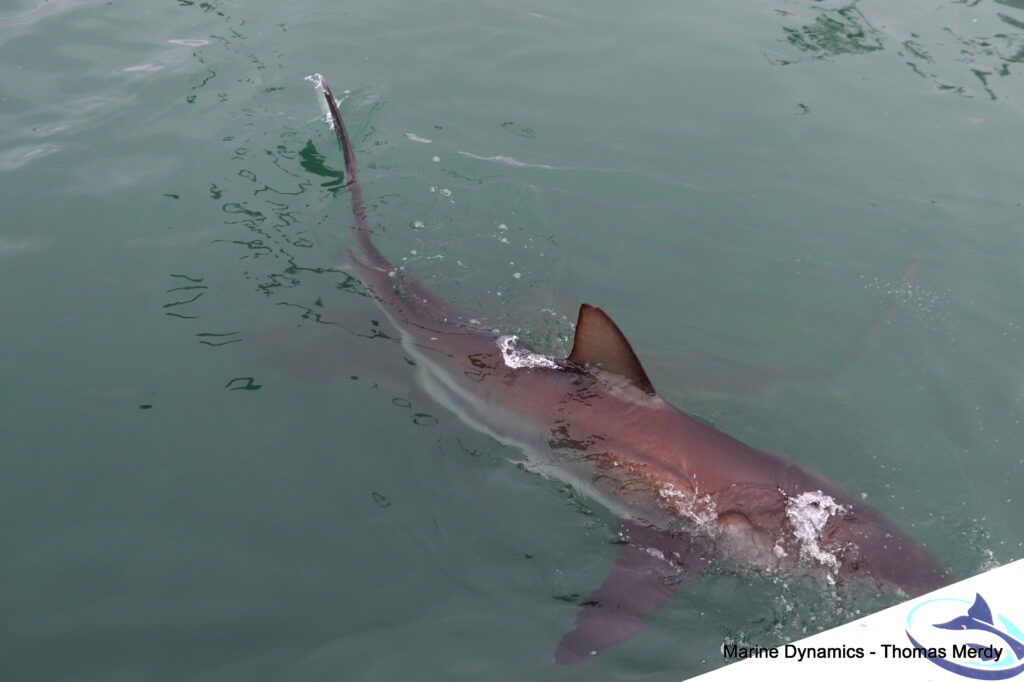 Shark cage diving, South Africa, Gansbaai