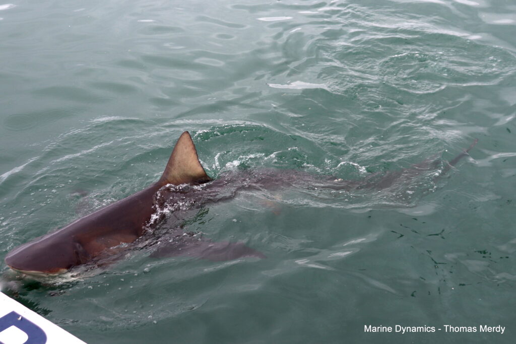 Shark cage diving, South Africa, Gansbaai