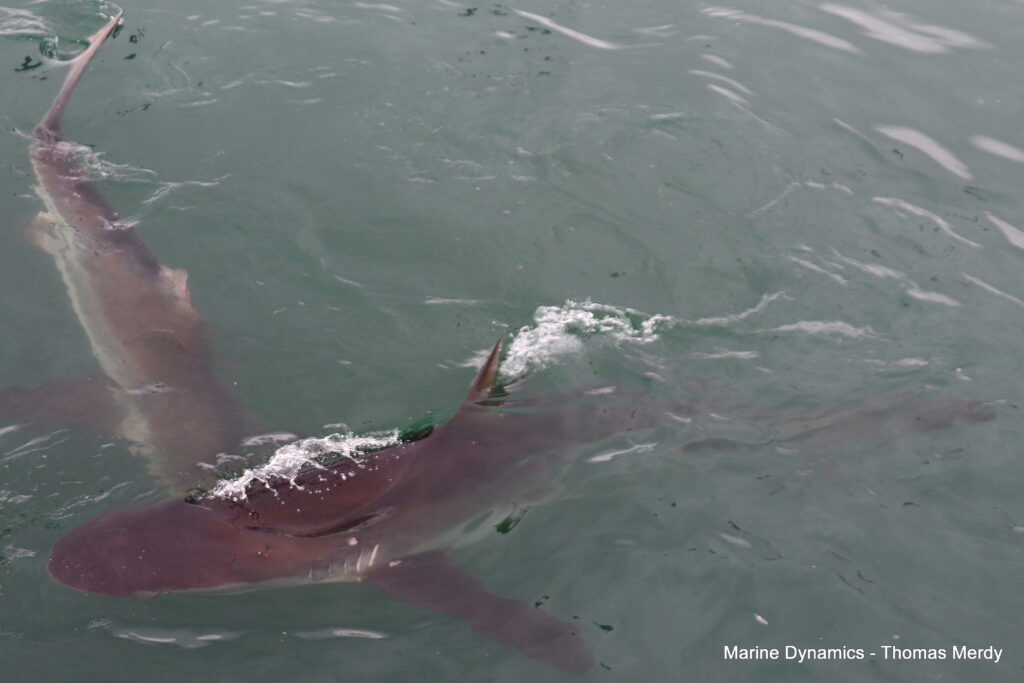 Shark cage diving, South Africa, Gansbaai