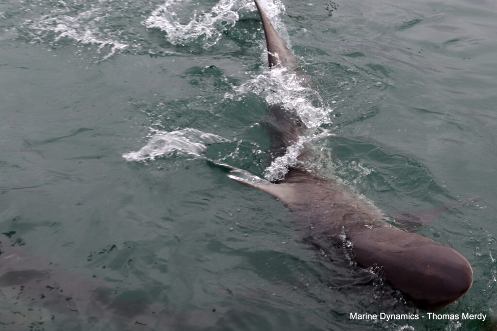 Shark cage diving, South Africa, Gansbaai