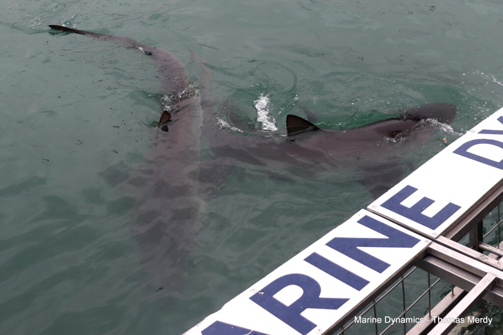 Shark cage diving, South Africa, Gansbaai