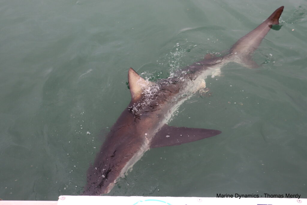 Shark cage diving, South Africa, Gansbaai