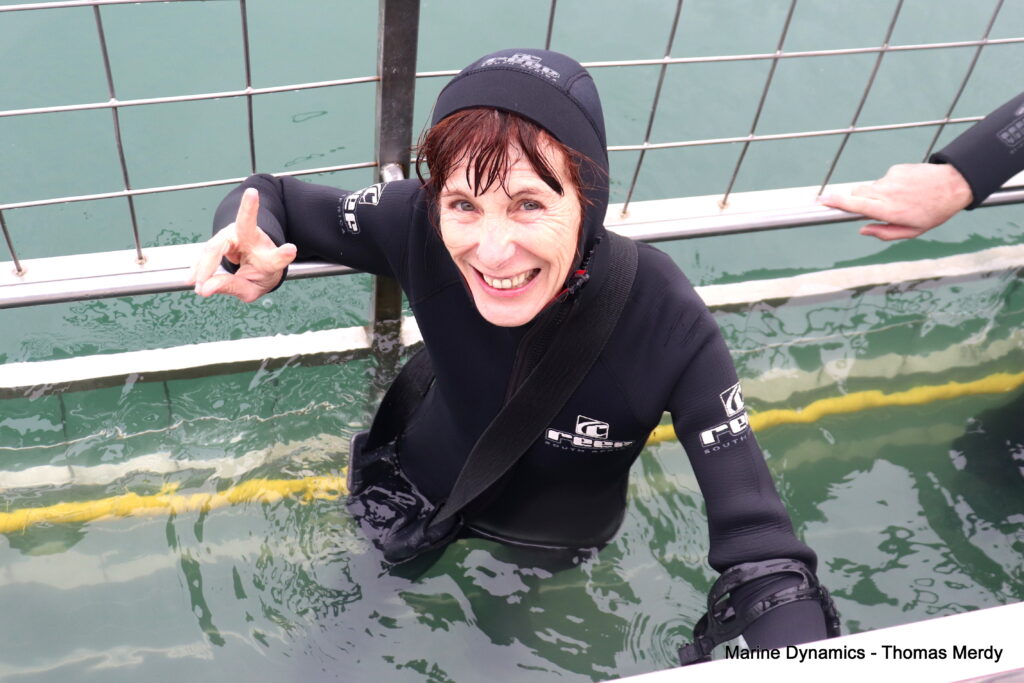 Shark cage diving, South Africa, Gansbaai