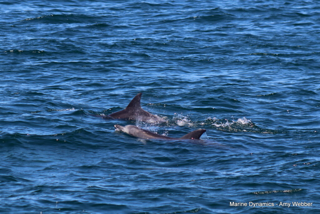 Shark cage diving, South Africa, Gansbaai