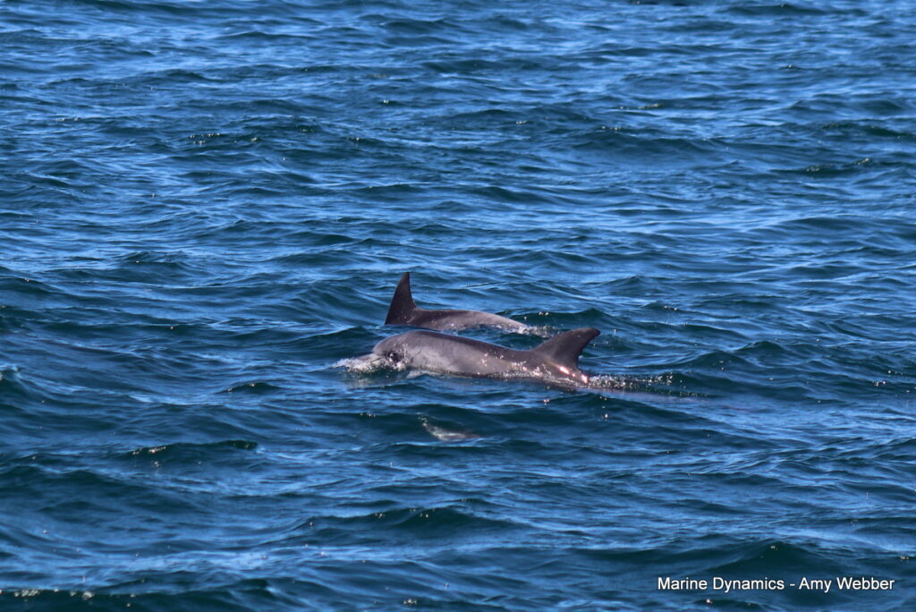 Shark cage diving, South Africa, Gansbaai