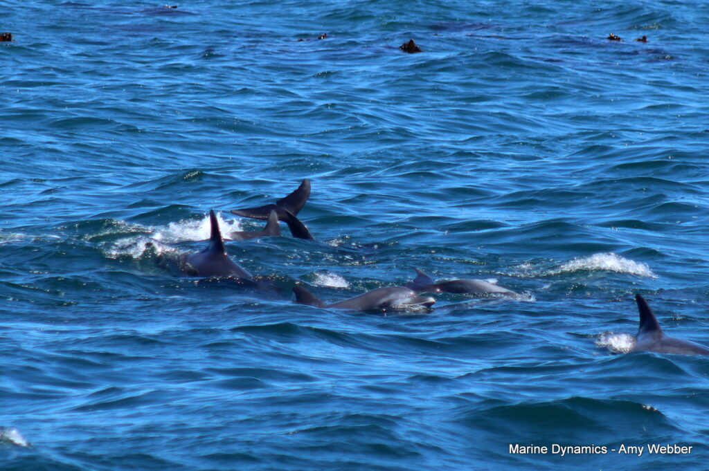 Shark cage diving, South Africa, Gansbaai