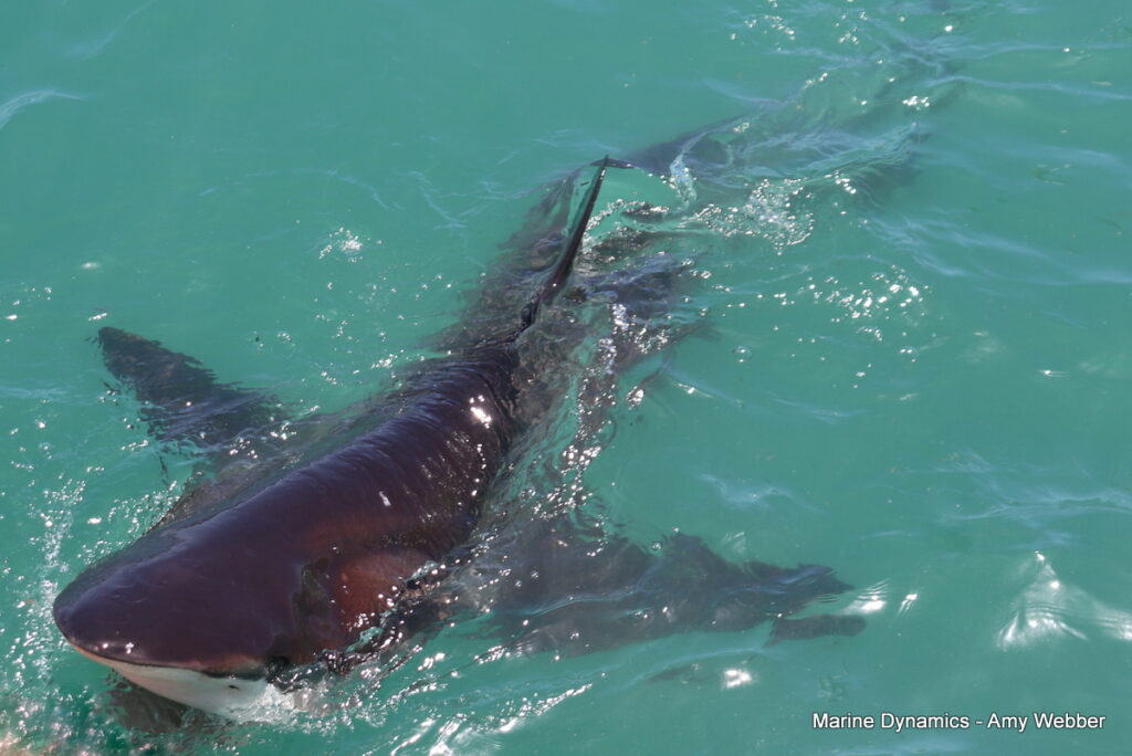 Shark cage diving, South Africa, Gansbaai