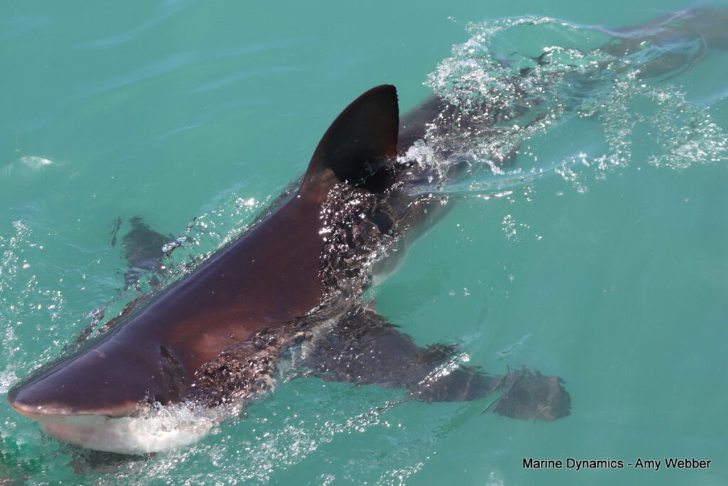 Shark cage diving, South Africa, Gansbaai