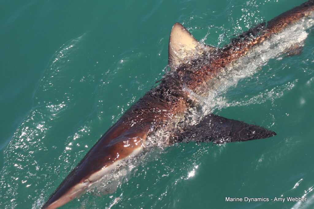 Shark cage diving, South Africa, Gansbaai