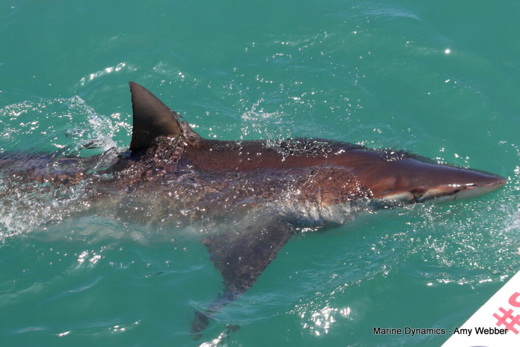 Shark cage diving, South Africa, Gansbaai