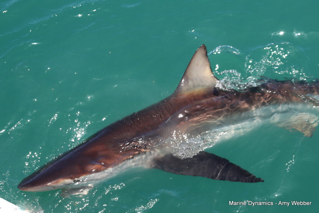 Shark cage diving, South Africa, Gansbaai