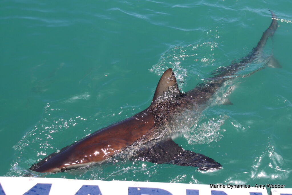 Shark cage diving, South Africa, Gansbaai