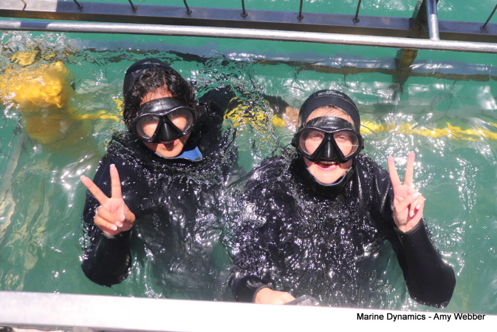 Shark cage diving, South Africa, Gansbaai