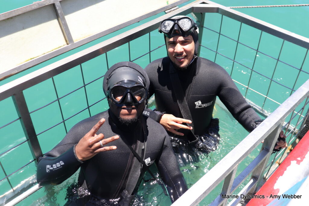 Shark cage diving, South Africa, Gansbaai